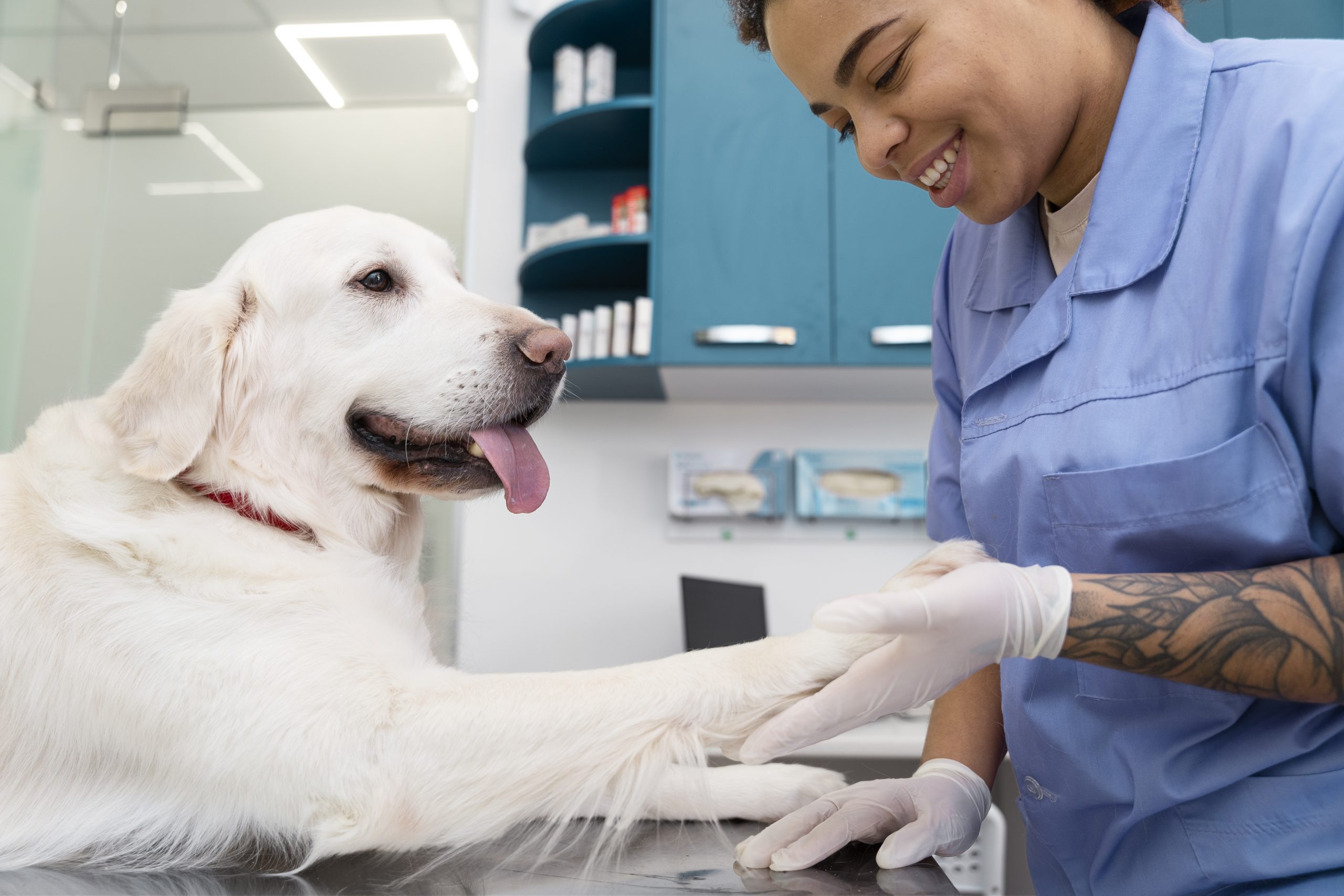 close-up-smiley-doctor-checking-dog